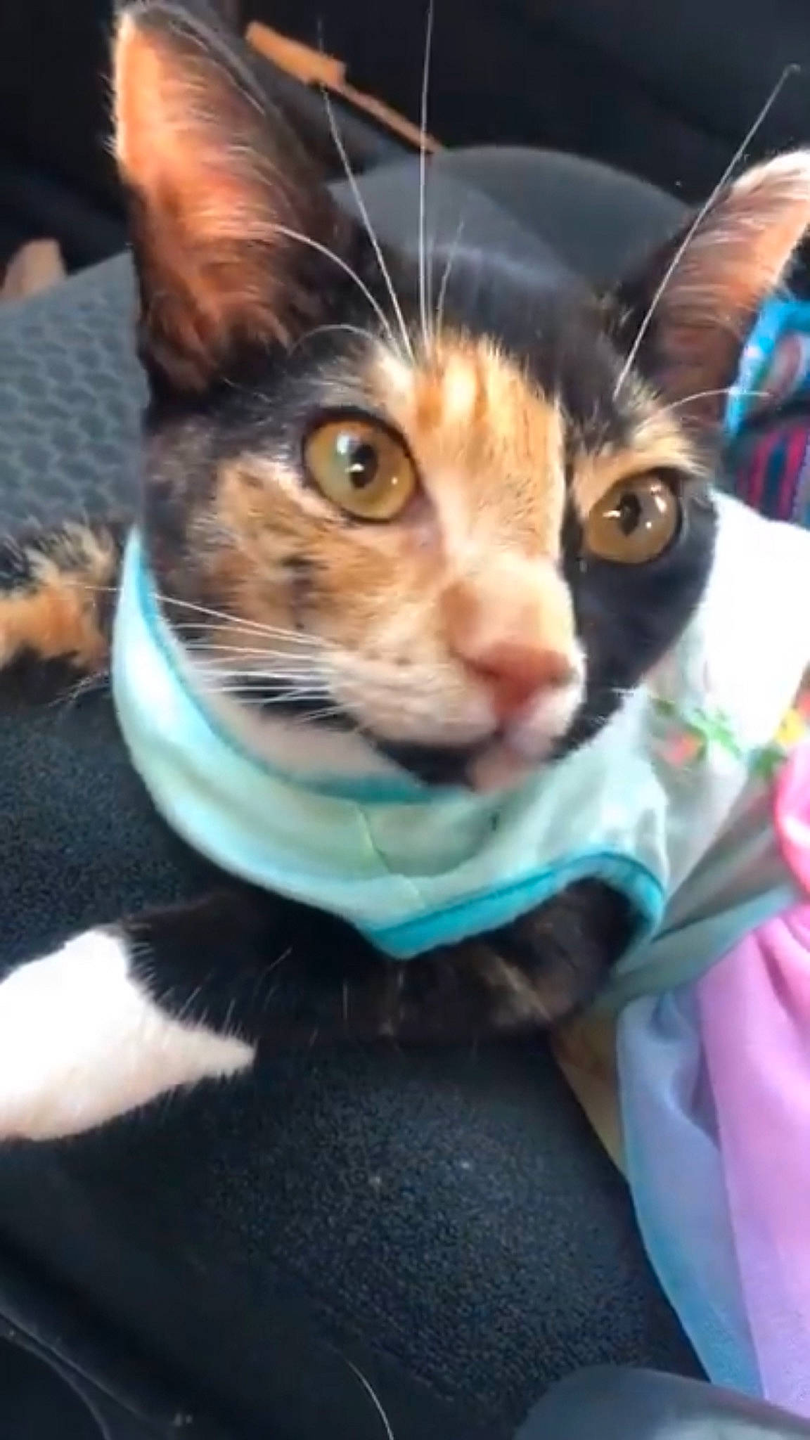 Kat joined the competition — help win amazing prizes! carnivore, cat, claw, comfort, domestic_short_haired_cat, electric_blue, eye, eyelash, fawn, felidae, fur, iris, paw, small_to_medium_sized_cats, snout, terrestrial_animal, tree, whiskers, wildlife