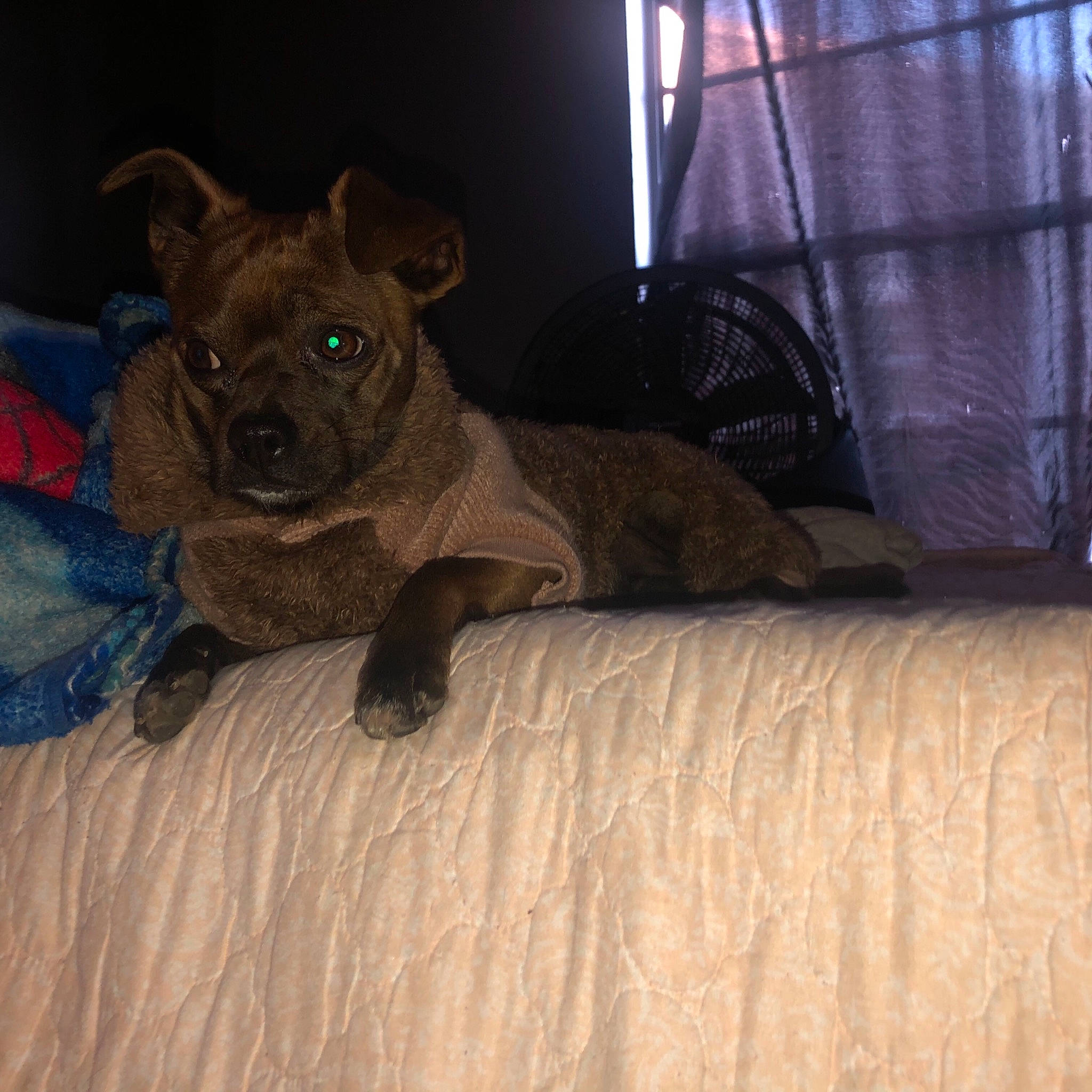 Simba is registered to the contest to win money with this photo: canidae, carnivore, comfort, companion_dog, dog, dog_breed, ear, fawn, felidae, fur, linens, liver, small_to_medium_sized_cats, snout, sporting_group, tail, terrestrial_animal, toy_dog, whiskers, working_animal