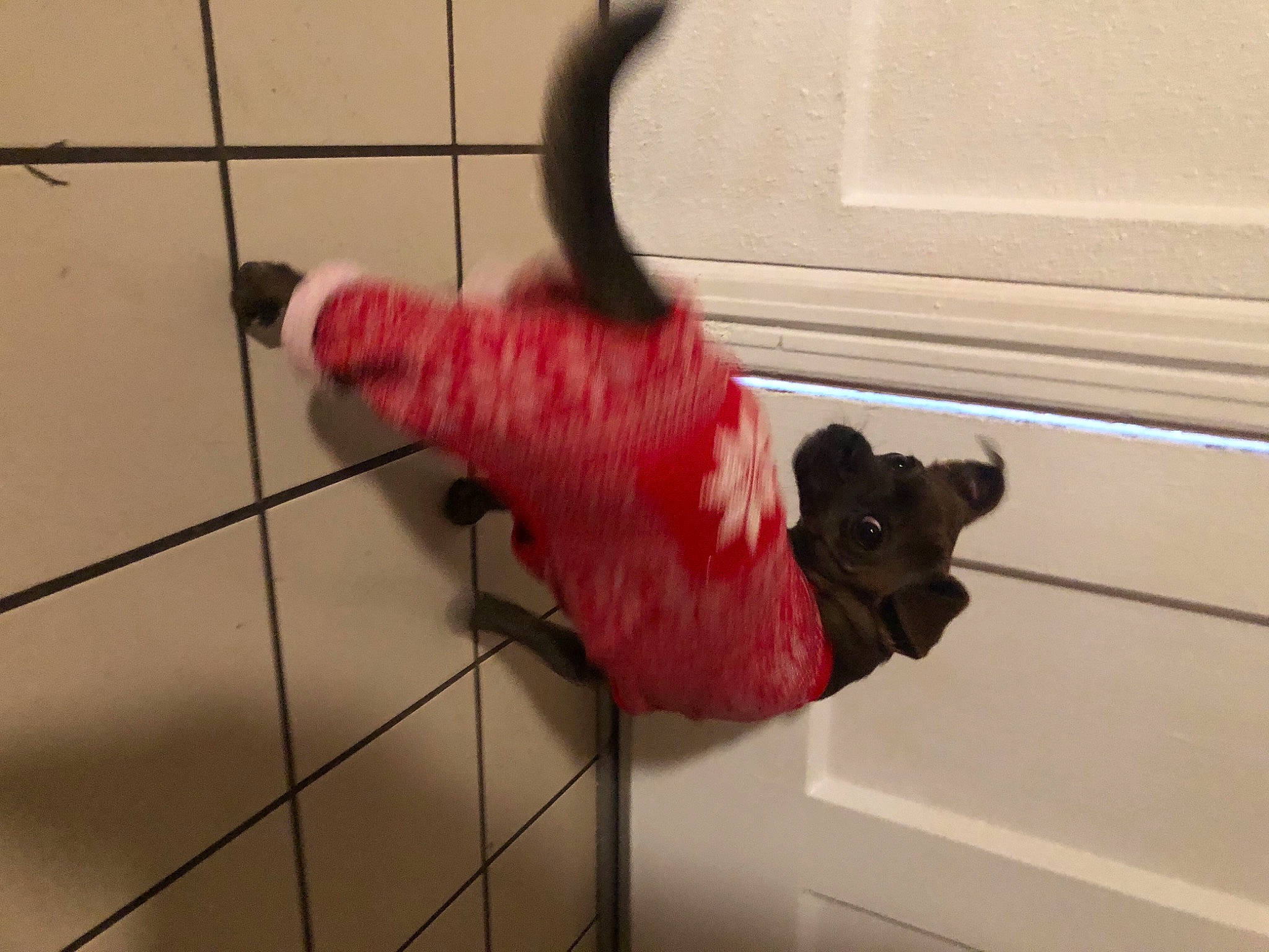 Simba is registered to the contest to win money with this photo: carmine, carnivore, cat, cleanliness, dog_breed, door, felidae, floor, flooring, fur, hardwood, household_cleaning_supply, human_leg, laminate_flooring, magenta, room, small_to_medium_sized_cats, snout, tail, wood