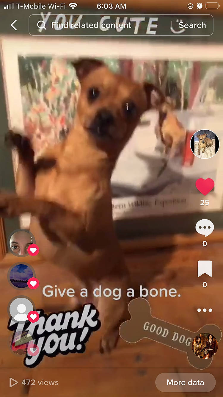 Scrappy Doo joined the competition — help win amazing prizes! canidae, carnivore, companion_dog, dog, dog_breed, dog_supply, event, fawn, font, happy, paw, pet_supply, photo_caption, photograph, screenshot, snapshot, snout, sporting_group, toy_dog, working_animal