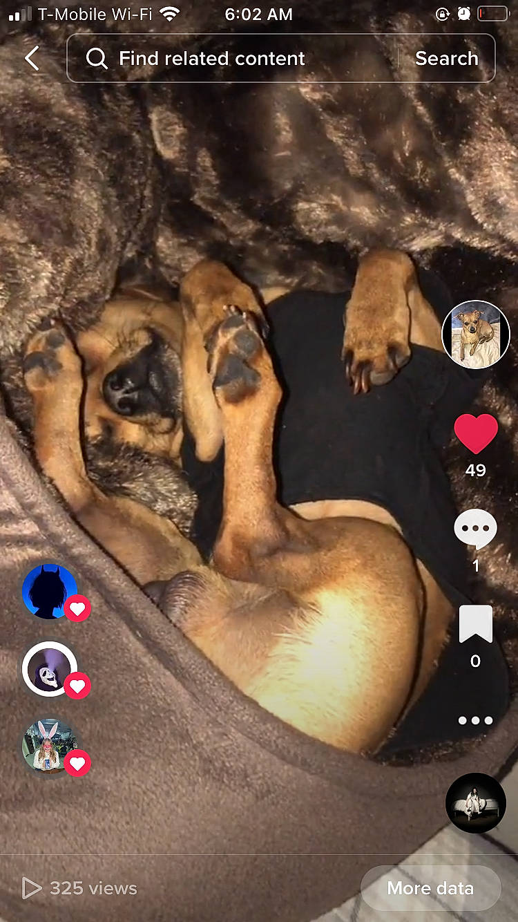 Scrappy Doo is registered to the contest to win money with this photo: adventure, art, cg_artwork, chest, circle, darkness, fashion_accessory, fictional_character, flash_photography, flesh, font, graphic_design, graphics, organism, painting, pc_game, rock, screenshot, visual_arts