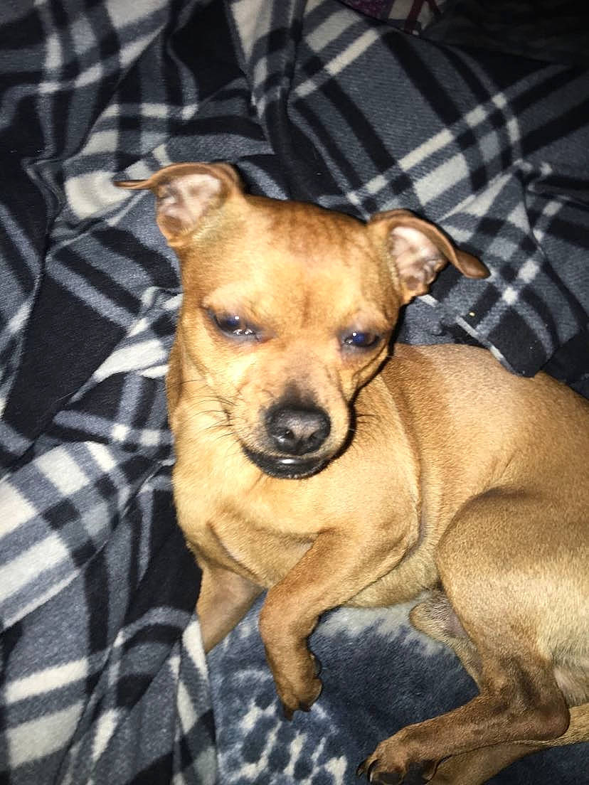 Scrappy Doo is registered to the contest to win money with this photo: carnivore, collar, comfort, companion_dog, dog, dog_breed, dog_collar, dog_supply, fawn, fur, non_sporting_group, pattern, paw, plaid, snout, soft_drink, tartan, terrestrial_animal, toy_dog, whiskers