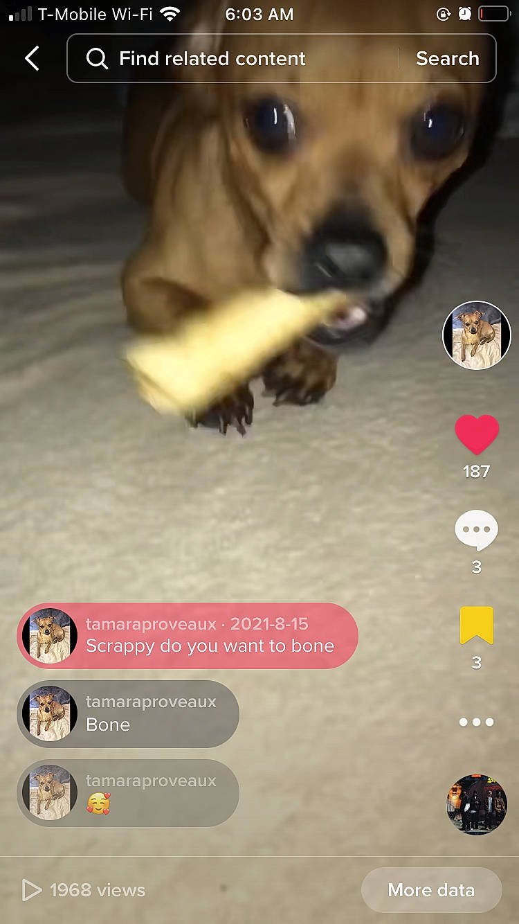 Scrappy Doo is registered to the contest to win money with this photo: canidae, carnivore, companion_dog, dog, dog_breed, dog_supply, fawn, font, games, liver, paw, pet_supply, photo_caption, photography, screenshot, snout, sporting_group, toy_dog, whiskers, working_animal