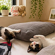 Mr. Pebbles is registered to the contest to win money with this photo: kitten, cat, bed, pillow, window, plant, stuffed_animal, toy, candle, picture_frame, curtains, indoor, cozy, playful, feline, pet, relaxing, sunlight, home_decor, soft_texture