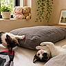 kitten, cat, bed, pillow, window, plant, stuffed_animal, toy, candle, picture_frame, curtains, indoor, cozy, playful, feline, pet, relaxing, sunlight, home_decor, soft_texture
