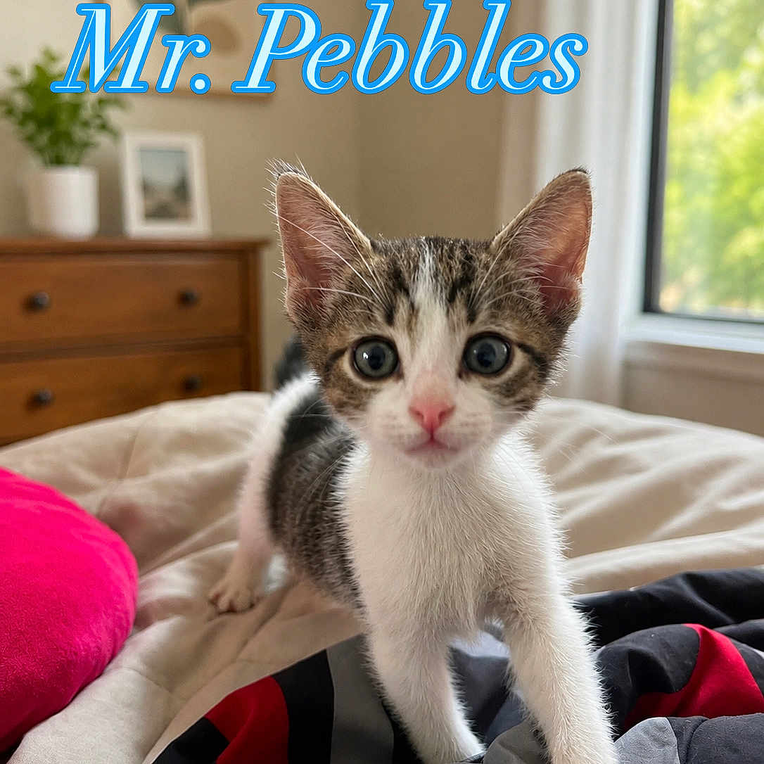 Mr. Pebbles joined the competition — help win amazing prizes! kitten, cat, bed, blanket, indoor, curious, animal, pet, feline, young, cute, paw, window, drapes, dresser, plant, frame, soft_light, text_overlay, home