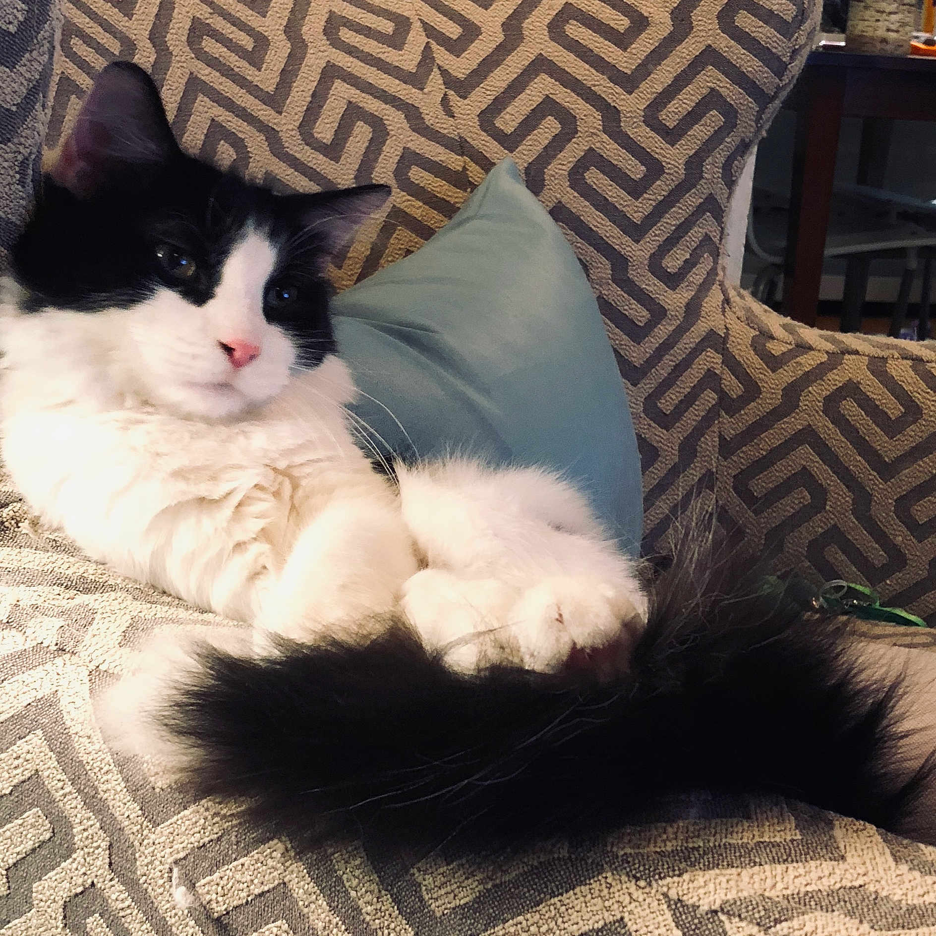 Cooper joined the competition — help win amazing prizes! black_and_white, carnivore, cat, domestic_long_haired_cat, ear, european_shorthair, eye, felidae, fur, kitten, mammal, norwegian_forest_cat, nose, paw, polydactyl_cat, ragamuffin, ragdoll, sky, small_to_medium_sized_cats, whiskers