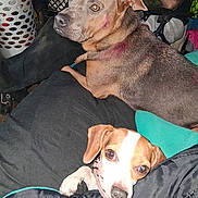 Dolly joined the competition — help win amazing prizes! dog, indoor, blanket, person, brown_dog, small_dog, black_blanket, relaxed, seated, furniture, curious, alert, pet, companion, casual, cozy, living_room, human_arm, fabric, resting