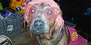 Dolly is registered to the contest to win money with this photo: dog, pink_tutu, glasses, wig, costume, pet, indoor, floor, sitting, footwear, sneaker, carpet, accessory, necklace, animal, portrait, clutter, container, plastic_bag, casual