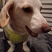 Tunchi joined the competition — help win amazing prizes! dog, close_up, pet, animal, knitted_sweater, cute, indoor, small_dog, fur, ears, snout, legs, portrait, looking_away, domestic_animal, companion, mammal, whiskers, brown_eyes, texture