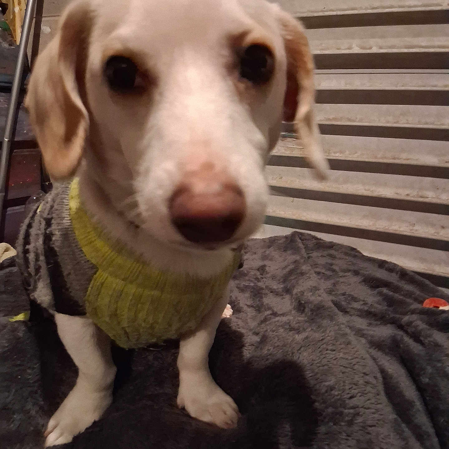 Tunchi joined the competition — help win amazing prizes! animal, background_wall, blanket, canine, close_up, companion, cute, dog, domestic_animal, ears, fur, furry, indoor, knitted_clothing, nostrils, paws, pet, small_dog, soft_texture, sweater