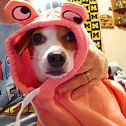 Froggy is registered to the contest to win money with this photo: dog, hoodie, orange_hoodie, pet, cute, indoor, person_hand, curious, animal, clothing, costume, portrait, face, cute_pet, cozy, casual, funny_eyes, warm, domestic, mammal