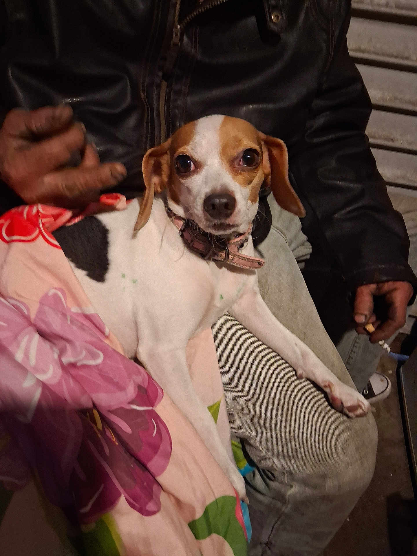 Froggy joined the competition — help win amazing prizes! dog, pet, animal, lap, blanket, person, hand, leather_jacket, cigarette, pants, indoor, brown, white, small_dog, curious, sitting, close_up, casual, cozy, portrait
