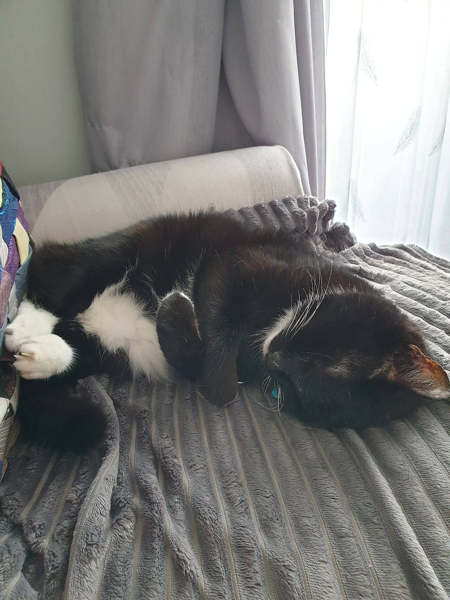 Ziggy is registered to the contest to win money with this photo: black_cat, carnivore, cat, comfort, companion_dog, couch, dog_breed, domestic_short_haired_cat, felidae, flooring, fur, grey, hardwood, linens, paw, small_to_medium_sized_cats, snout, tail, whiskers, wood