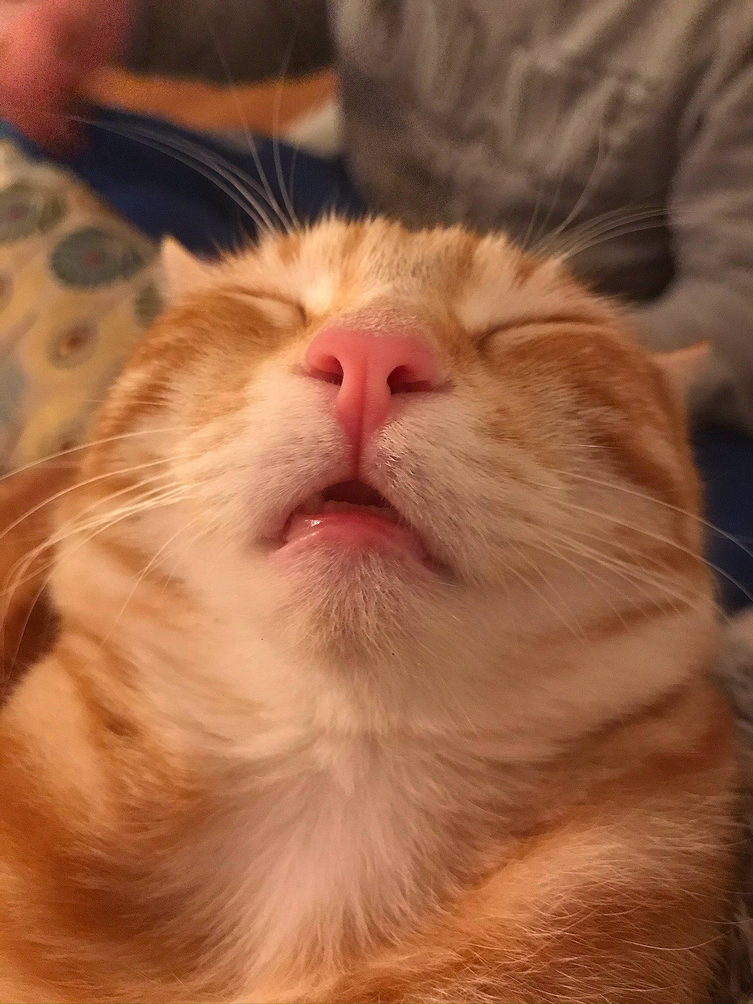 Emiko a rejoint le concours — aidez-le/la à gagner de superbes lots ! carnivore, cat, claw, cloud, comfort, domestic_short_haired_cat, ear, fawn, felidae, foot, fur, nap, paw, sleep, small_to_medium_sized_cats, snout, tail, whiskers, wood