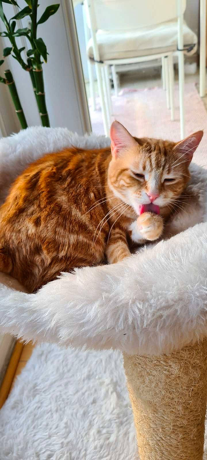 Emiko participe au concours pour gagner de l'argent avec cette photo : art, carnivore, cat, claw, comfort, domestic_short_haired_cat, event, fawn, felidae, fur, lap, paw, plant, sitting, small_to_medium_sized_cats, snout, tail, whiskers, window, wood