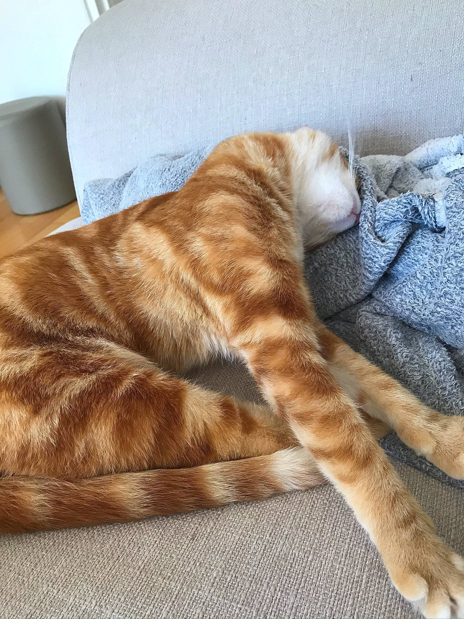 Emiko a rejoint le concours — aidez-le/la à gagner de superbes lots ! canidae, carnivore, cat, comfort, couch, cup, domestic_short_haired_cat, fawn, felidae, foot, hardwood, human_leg, linens, small_to_medium_sized_cats, snout, tail, terrestrial_animal, textile, whiskers, wood