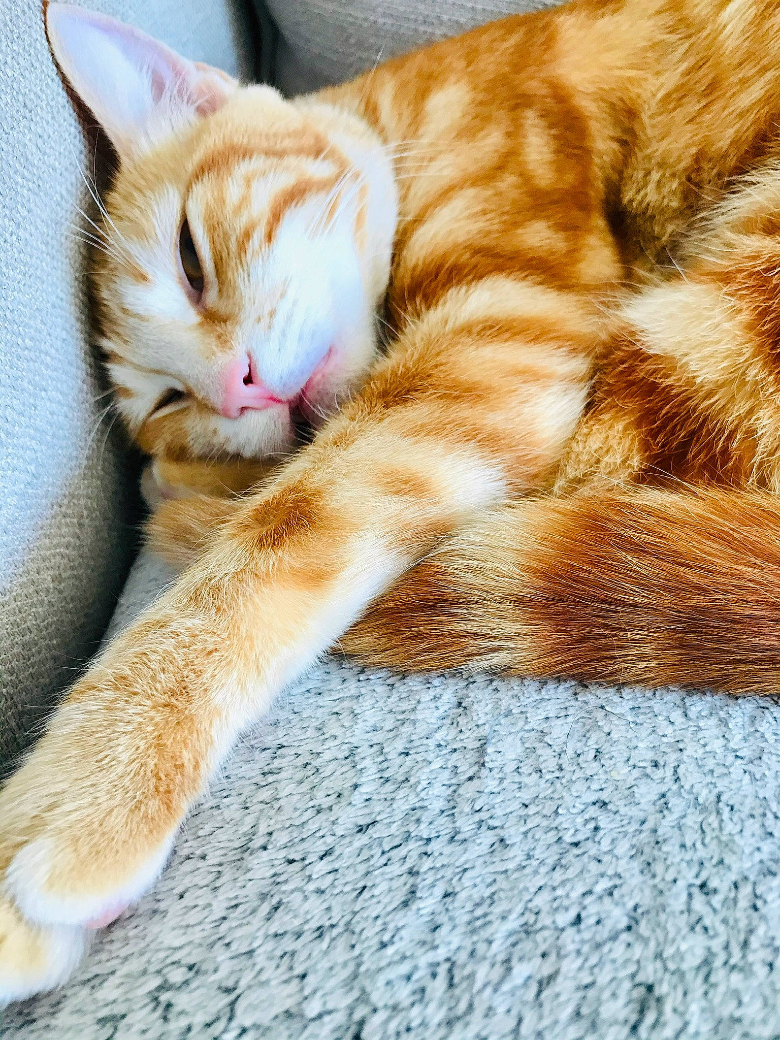 Emiko a rejoint le concours — aidez-le/la à gagner de superbes lots ! carnivore, cat, claw, comfort, domestic_short_haired_cat, felidae, foot, fur, human_leg, nap, paw, sitting, sleep, small_to_medium_sized_cats, tail, terrestrial_animal, whiskers