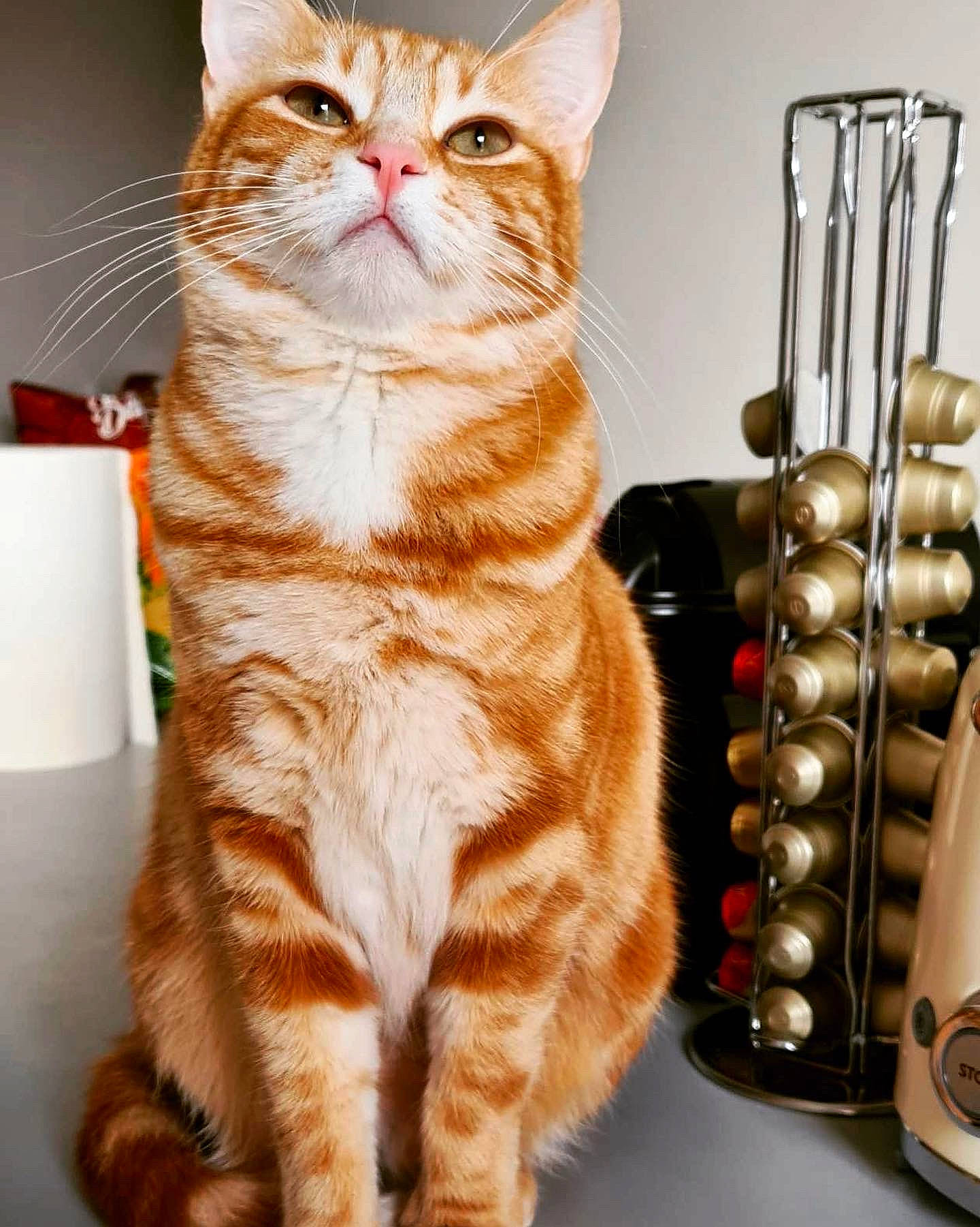 Emiko a rejoint le concours — aidez-le/la à gagner de superbes lots ! carnivore, cat, domestic_short_haired_cat, drinkware, fawn, felidae, foot, fur, metal, paper_towel, paw, peach, photo_caption, serveware, sitting, small_to_medium_sized_cats, snout, tail, whiskers, wood