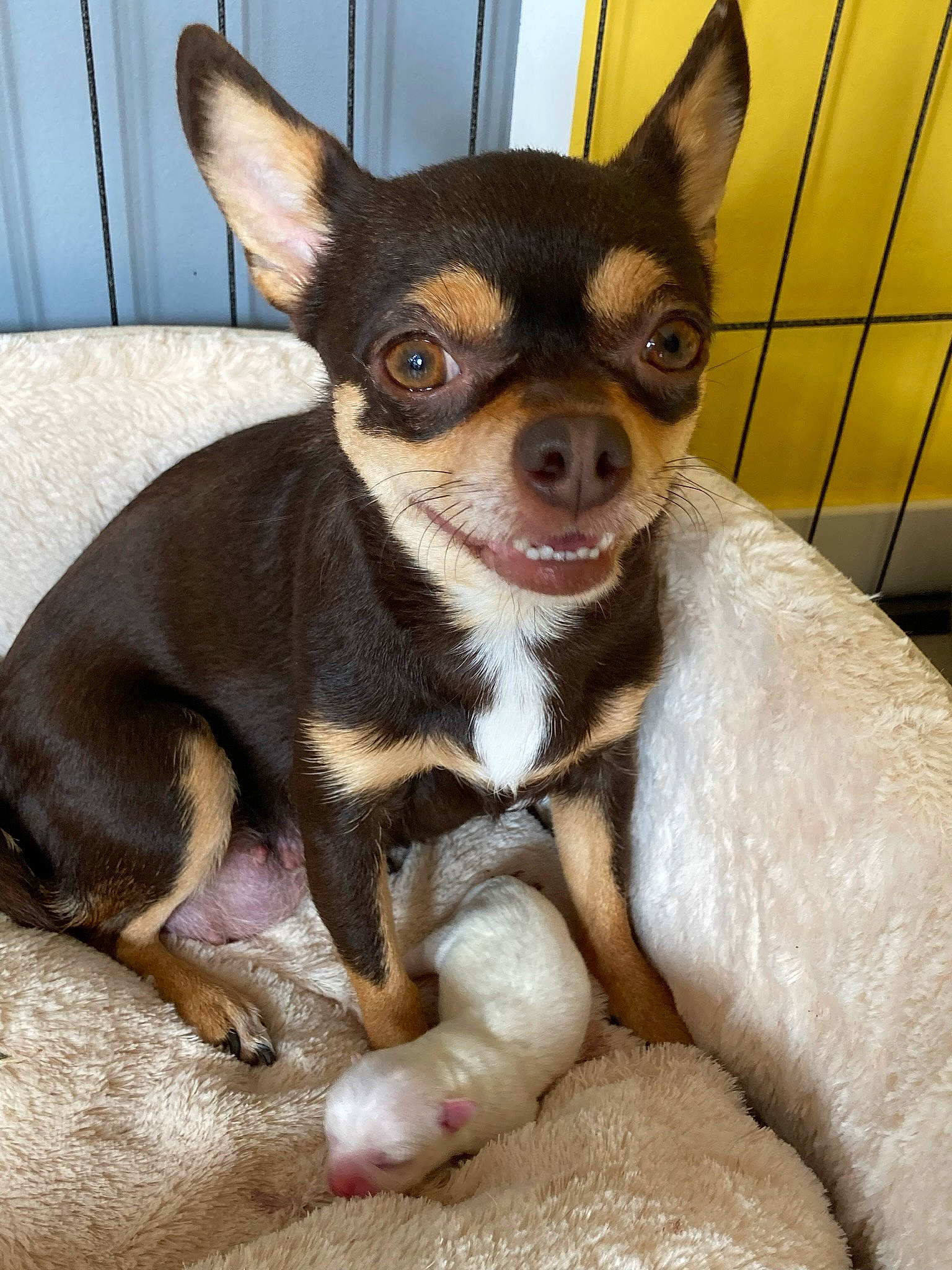 Zola a rejoint le concours — aidez-le/la à gagner de superbes lots ! canidae, carnivore, chihuahua, companion_dog, corgi_chihuahua, dog, dog_breed, ear, fawn, fur, non_sporting_group, prazsky_krysarik, puppy, russkiy_toy, snout, sporting_group, terrestrial_animal, toy_dog, whiskers, working_animal