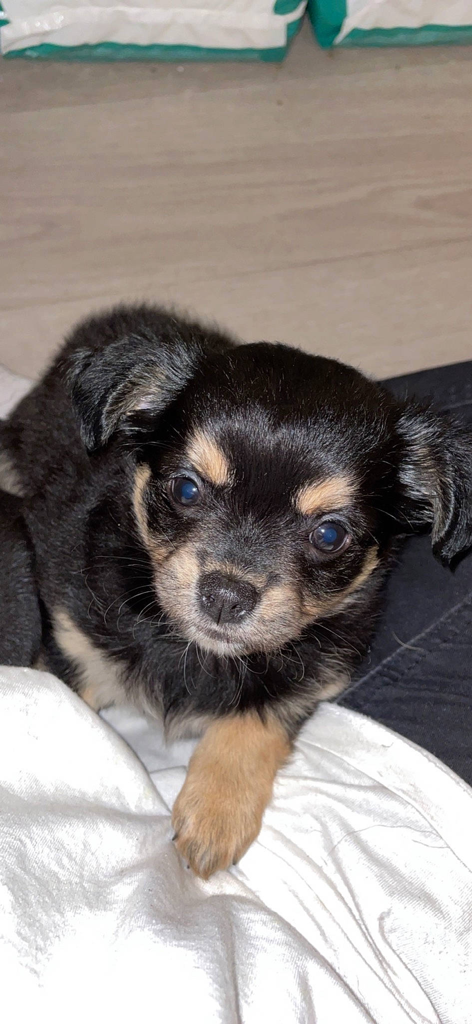 Peppa participe au concours pour gagner de l'argent avec cette photo : canidae, carnivore, companion_dog, dog, dog_breed, ear, fawn, fur, paw, puppy, snout, sporting_group, terrestrial_animal, toy_dog, whiskers, working_animal