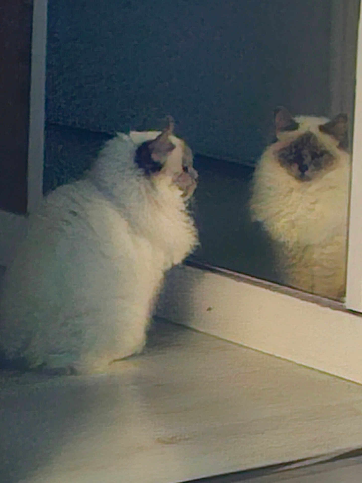 Duchesse a rejoint le concours — aidez-le/la à gagner de superbes lots ! cat, reflection, mirror, fluffy, white, indoor, floor, curious, pet, animal, ears, face, quiet, shadow, contemplative, feline, sitting, looking, home, domestic