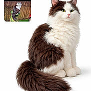 Zouk participe au concours pour gagner de l'argent avec cette photo : cat, feline, long_hair, brown_and_white, fluffy, tail, green_eyes, whiskers, sitting, portrait, studio_shot, white_background, pet, animal, close_up, isolated, small_thumbnail, collage, adorable, majestic