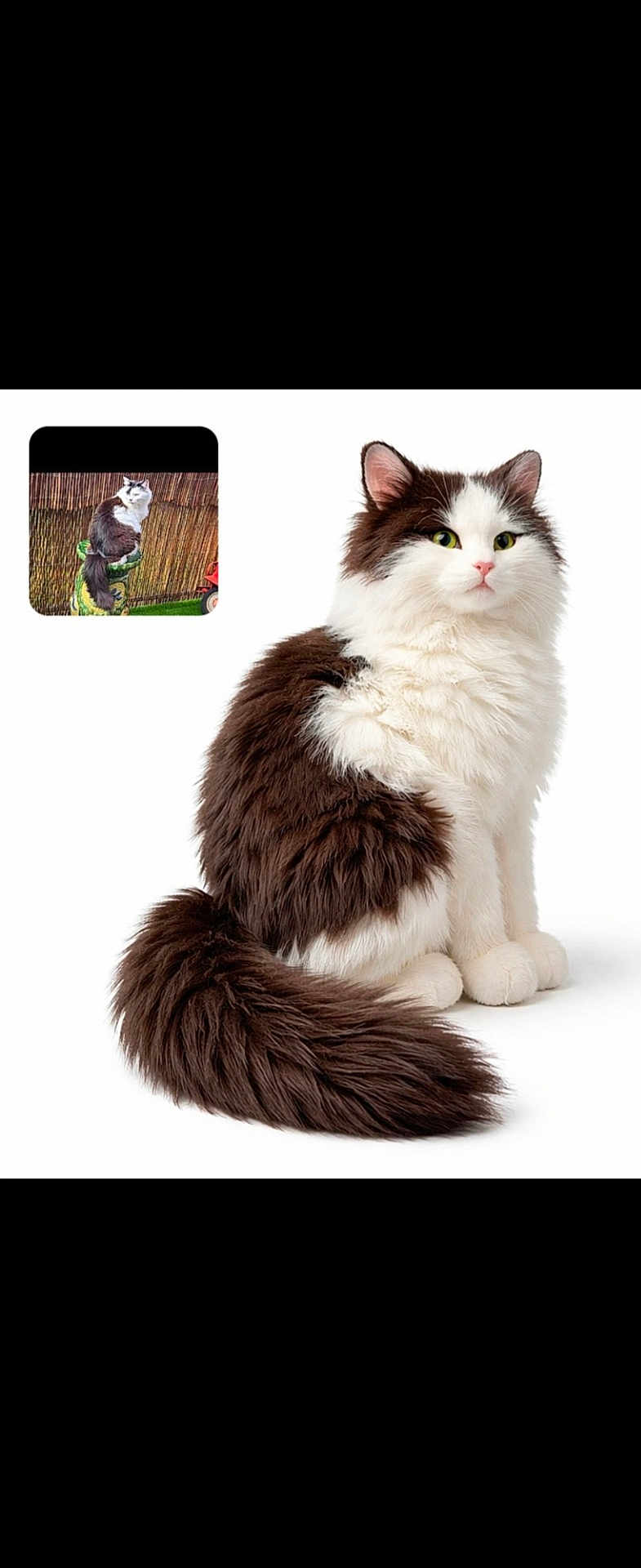 Zouk participe au concours pour gagner de l'argent avec cette photo : cat, feline, long_hair, brown_and_white, fluffy, tail, green_eyes, whiskers, sitting, portrait, studio_shot, white_background, pet, animal, close_up, isolated, small_thumbnail, collage, adorable, majestic