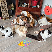 Chef Et Sa Tribu a rejoint le concours — aidez-le/la à gagner de superbes lots ! cat, dog, puppy, multiple_pets, pet_bed, wooden_cabinet, hardwood_floor, indoor, toy, basket, relaxed, sitting, fluffy, black_and_white_cat, orange_tabby, small_dog, decor, stickers, emoji_overlays, playful