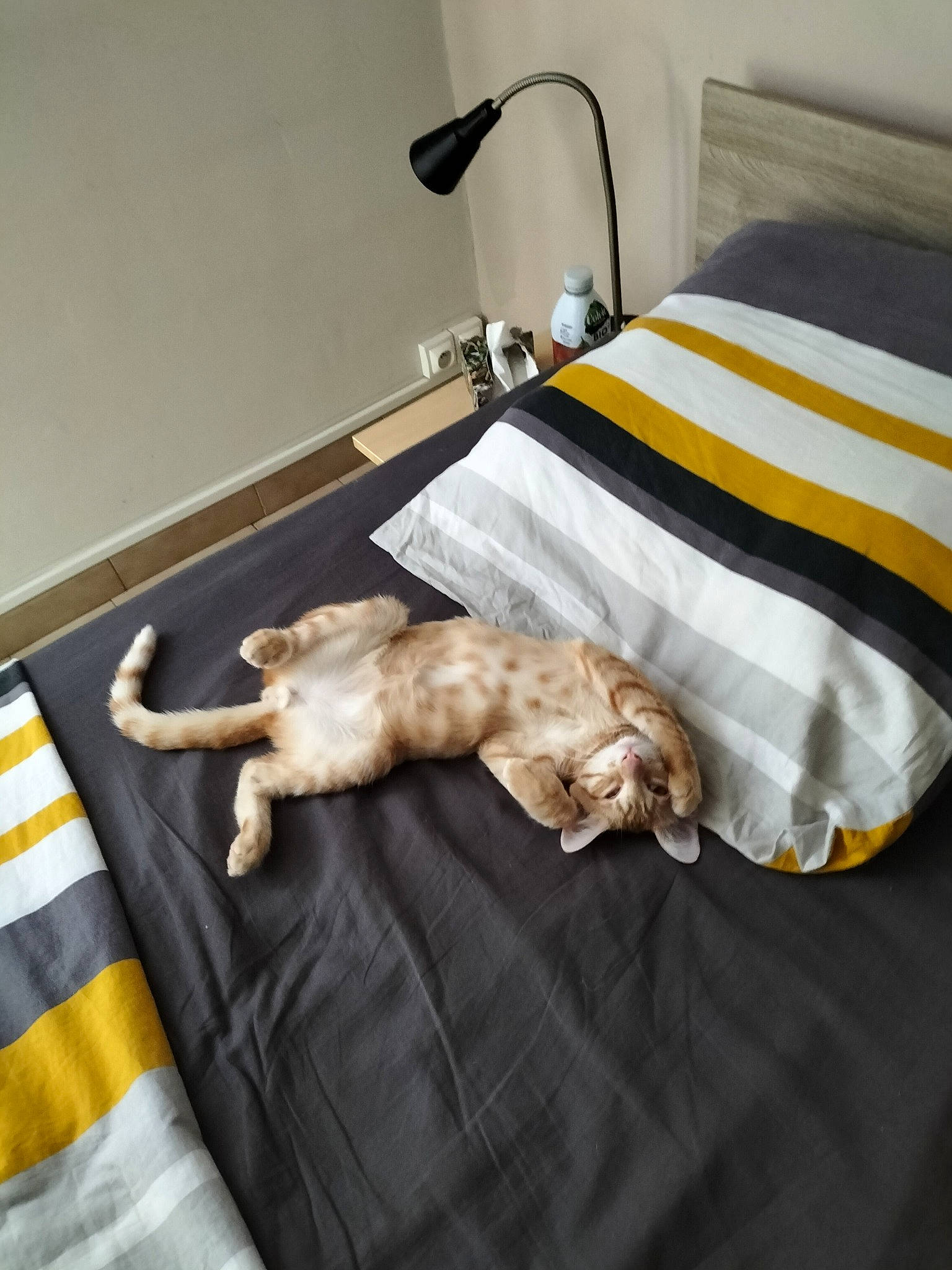 Tigrou