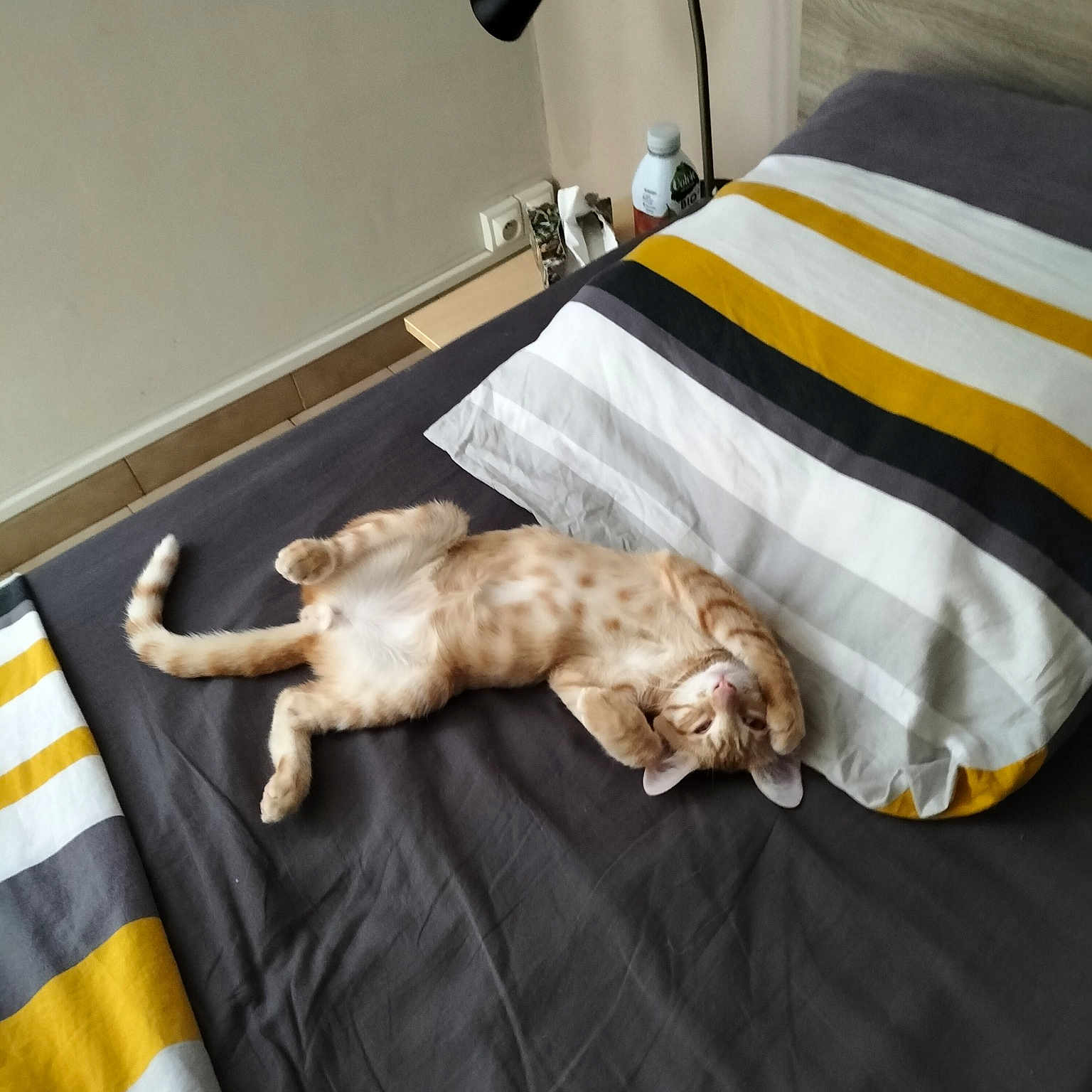 Tigrou