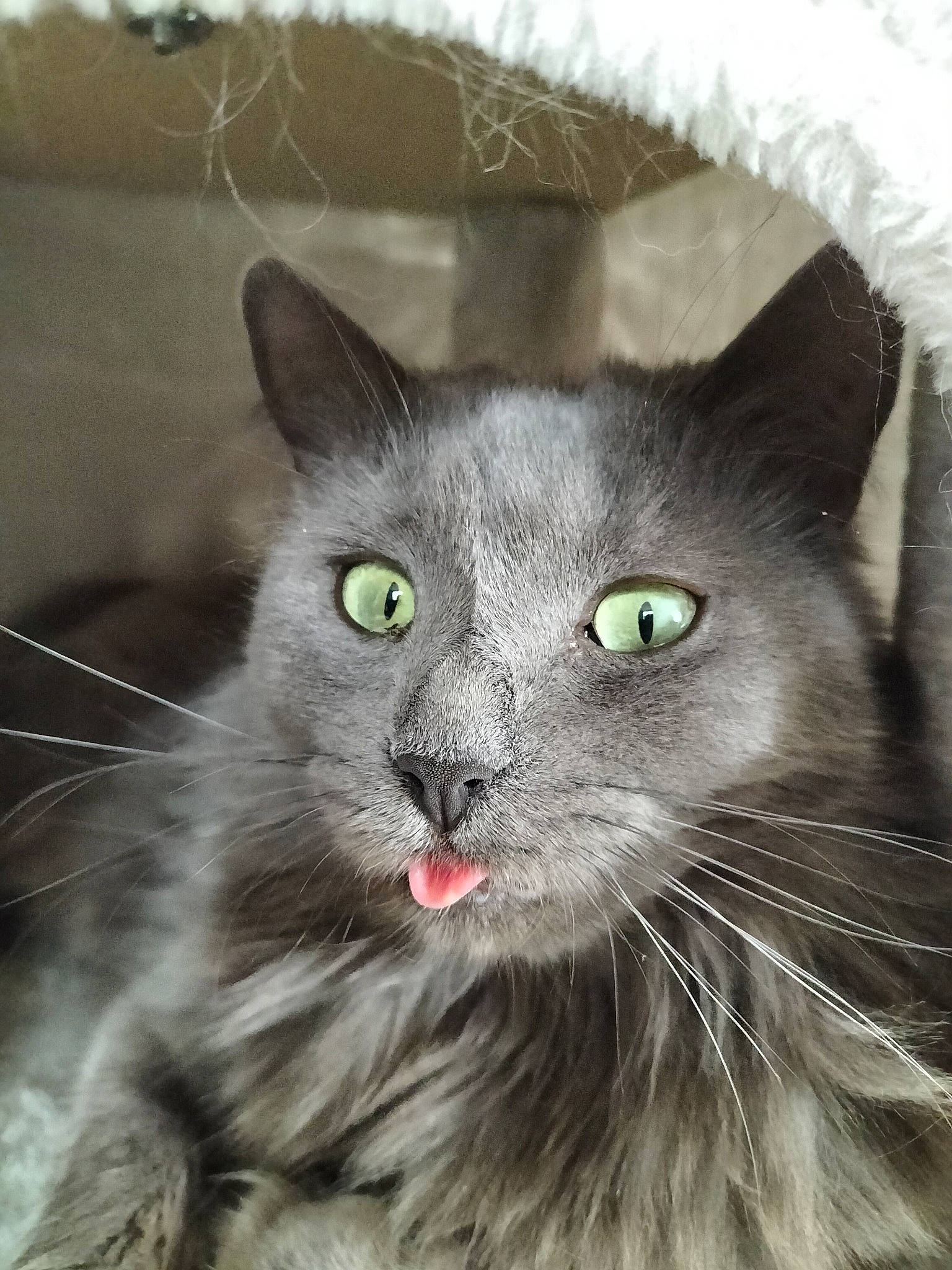 Bella