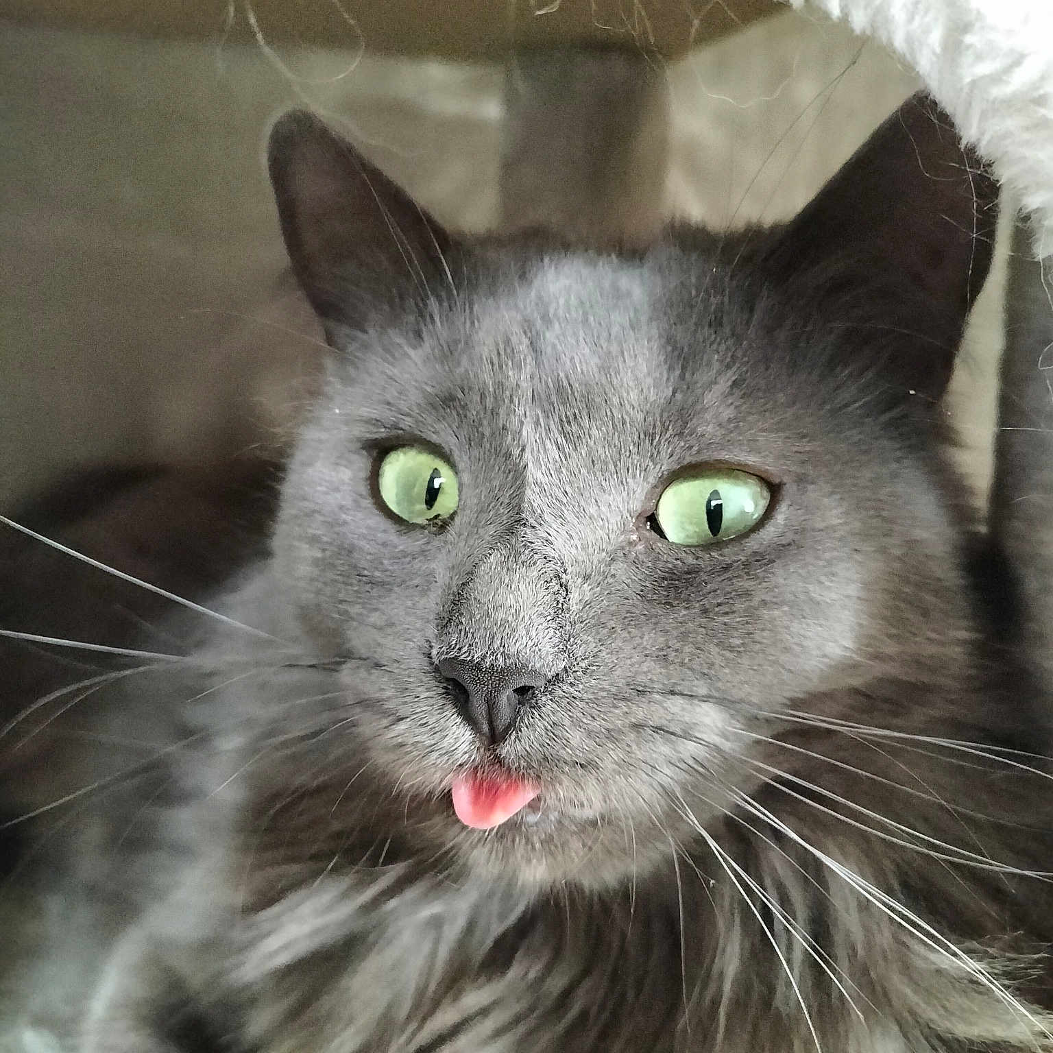 Bella