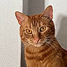 cat, ginger_cat, close_up, amber_eyes, whiskers, ears, fur, pet, indoor, portrait, animal, feline, curious, shadow, texture, wall, domestic_cat, looking_at_camera, cute, soft_light