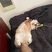 Tiramisu is registered to the contest to win money with this photo: cat, fluffy, playful, tongue_out, bed, blanket, indoor, toy, fur, tail, white, brown, blue_eyes, cute, pet, relaxed, lying_down, funny_face, cozy, home