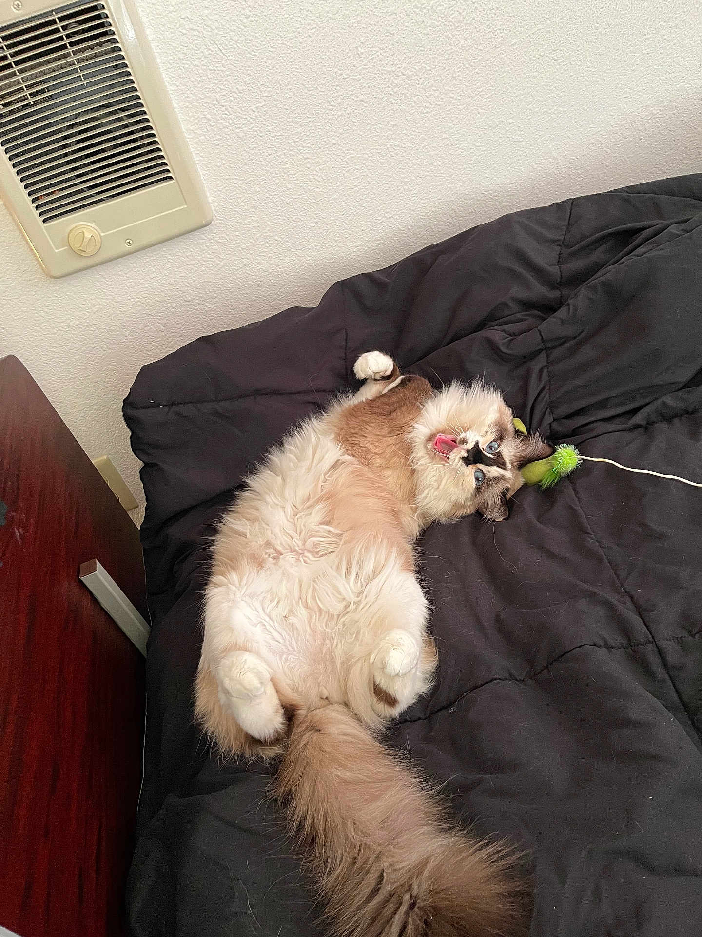 Tiramisu is registered to the contest to win money with this photo: cat, fluffy, playful, tongue_out, bed, blanket, indoor, toy, fur, tail, white, brown, blue_eyes, cute, pet, relaxed, lying_down, funny_face, cozy, home