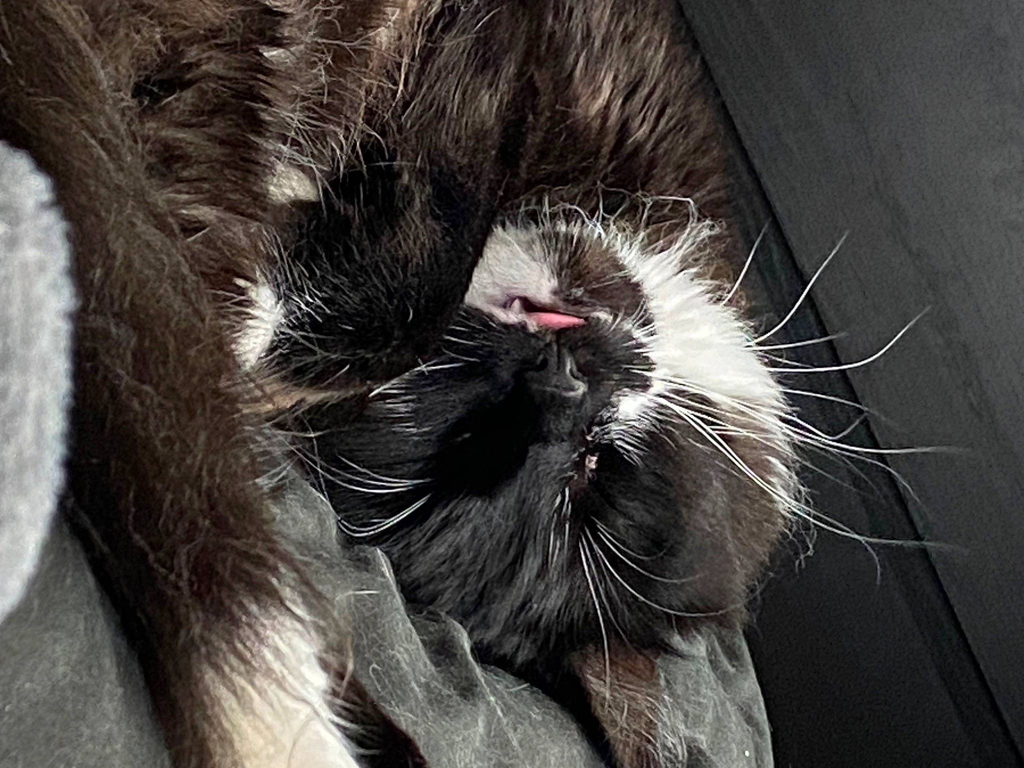 Stormie is registered to the contest to win money with this photo: carnivore, cat, claw, close_up, domestic_short_haired_cat, eye, felidae, foot, fur, grey, hair, head, human_body, paw, small_to_medium_sized_cats, snout, tail, terrestrial_animal, whiskers, window