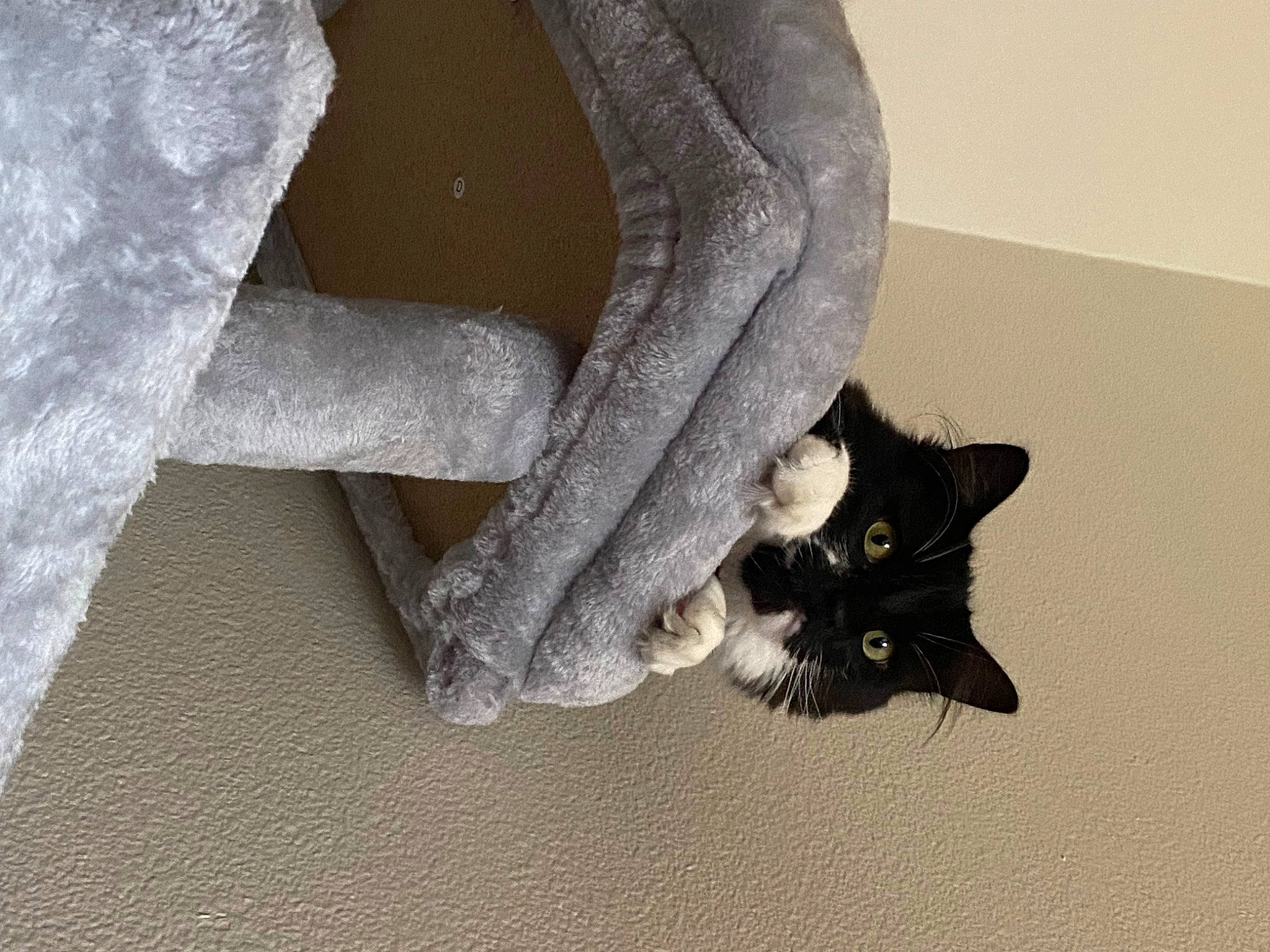 Stormie joined the competition — help win amazing prizes! black_cat, carnivore, cat, claw, domestic_short_haired_cat, felidae, flooring, foot, fur, grey, human_leg, paw, small_to_medium_sized_cats, snout, tail, twig, whiskers, window, wood