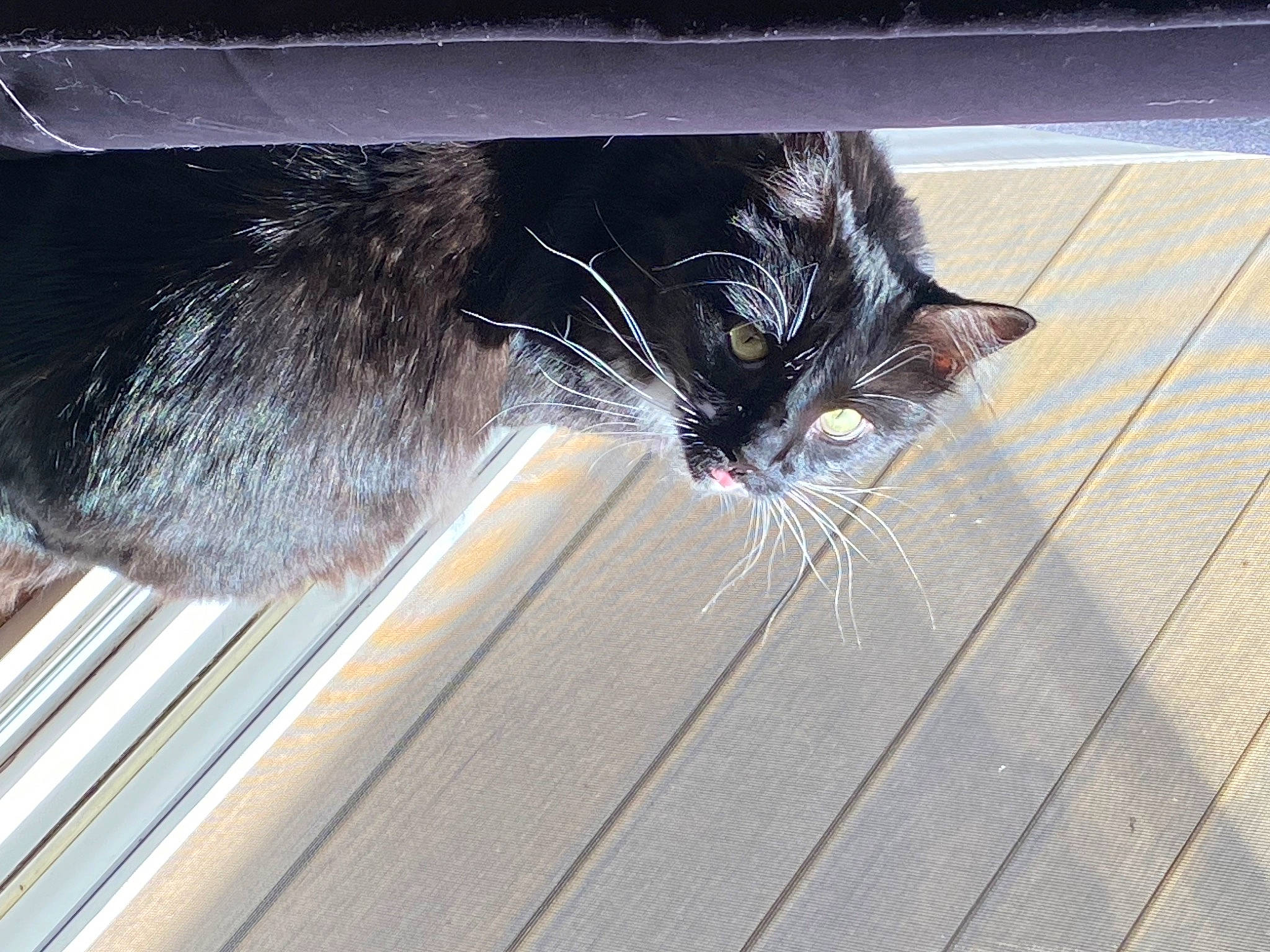 Stormie joined the competition — help win amazing prizes! asphalt, carnivore, cat, claw, domestic_short_haired_cat, felidae, flooring, foot, fur, grey, hardwood, human_leg, paw, road_surface, small_to_medium_sized_cats, snout, tail, whiskers, window, wood