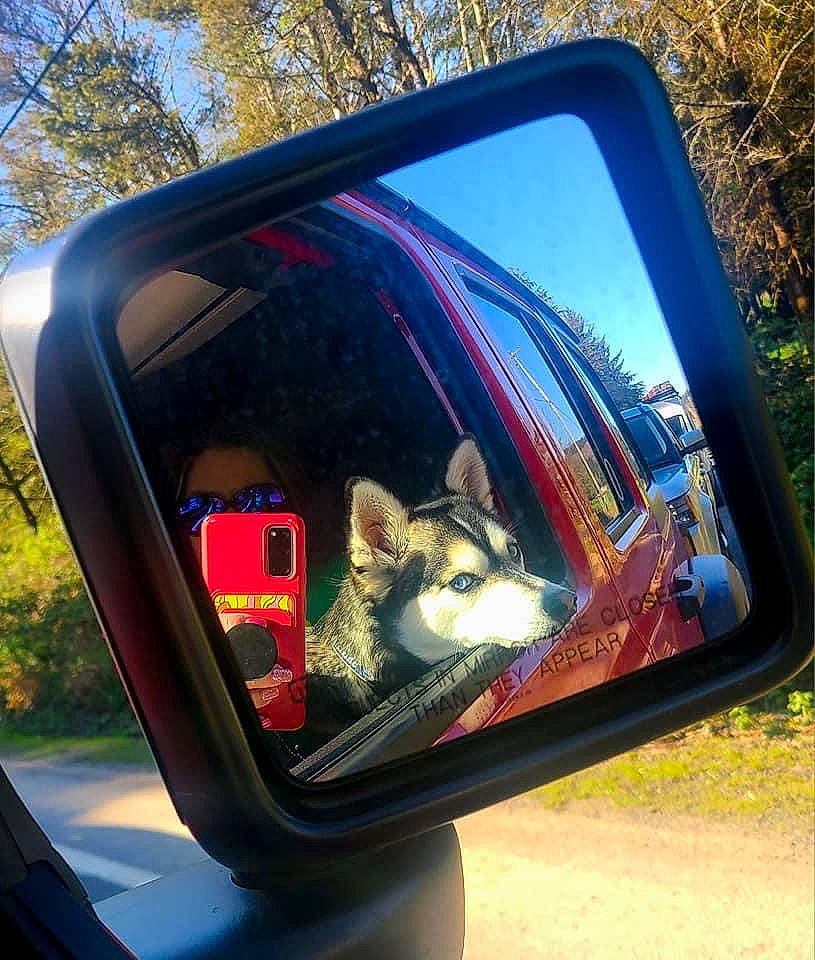 Jax is registered to the contest to win money with this photo: auto_part, automotive_design, automotive_exterior, automotive_lighting, automotive_mirror, automotive_side_view_mirror, bumper, car, carnivore, dog, glass, hood, mode_of_transport, motor_vehicle, plant, rear_view_mirror, tints_and_shades, tree, vehicle, vehicle_door