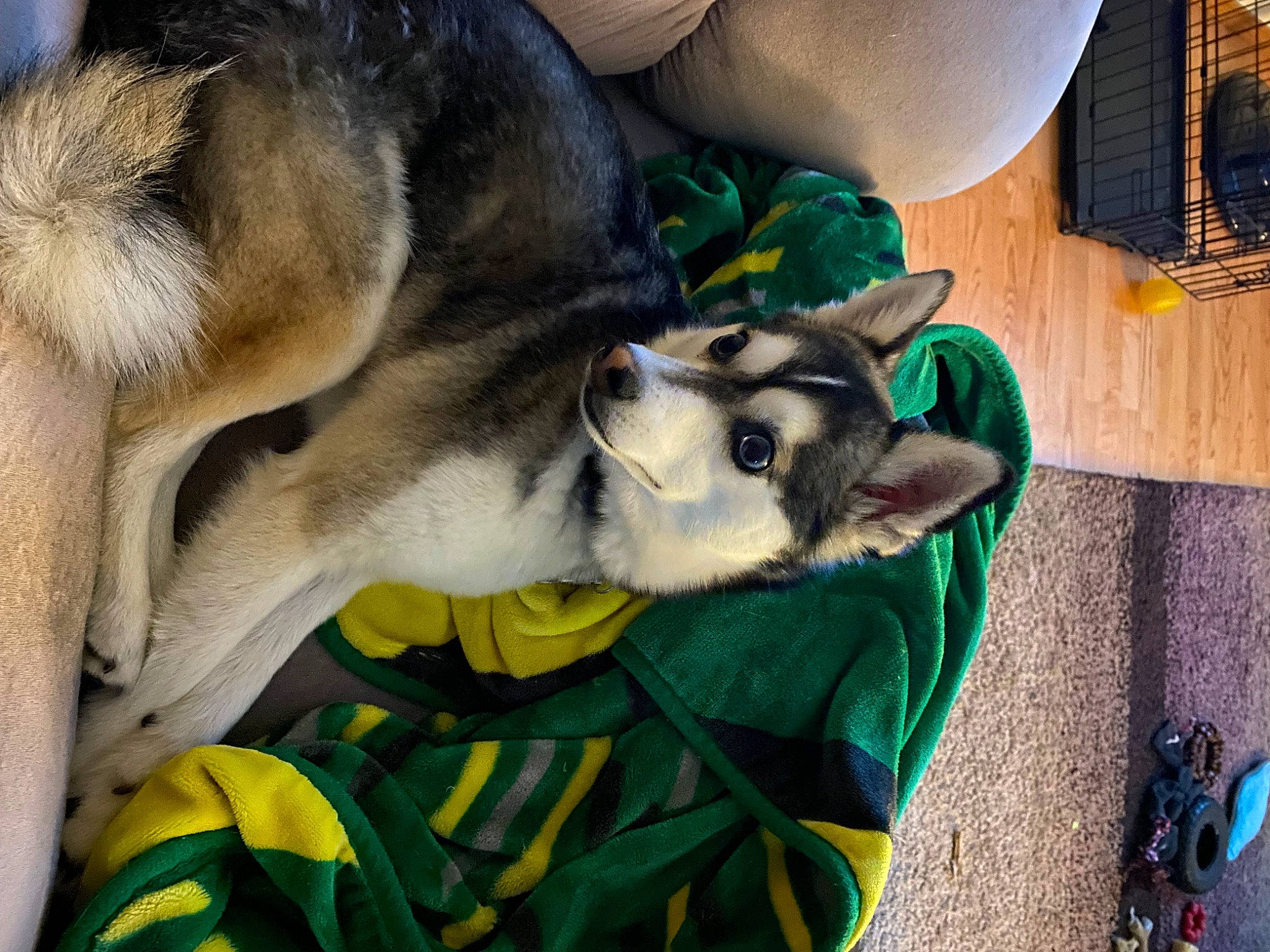 Jax is registered to the contest to win money with this photo: canidae, carnivore, collar, companion_dog, dog, dog_breed, dog_supply, east_european_shepherd, fawn, fur, herding_dog, paw, sled_dog, snout, sporting_group, tail, terrestrial_animal, whiskers, working_animal, working_dog