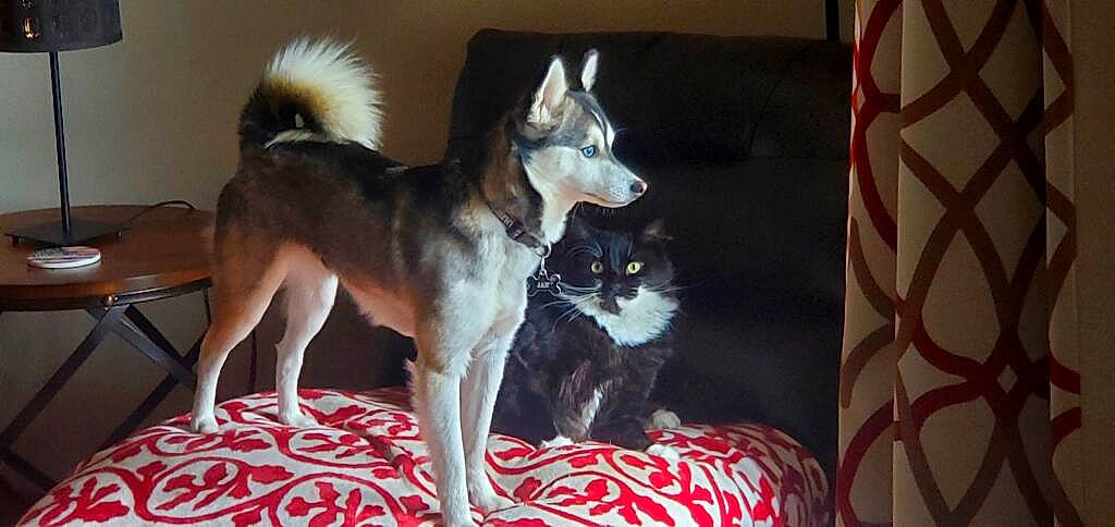 Jax is registered to the contest to win money with this photo: ancient_dog_breeds, canidae, carnivore, comfort, companion_dog, dog, dog_breed, fawn, flooring, fur, non_sporting_group, sporting_group, tail, terrestrial_animal, working_animal, working_dog