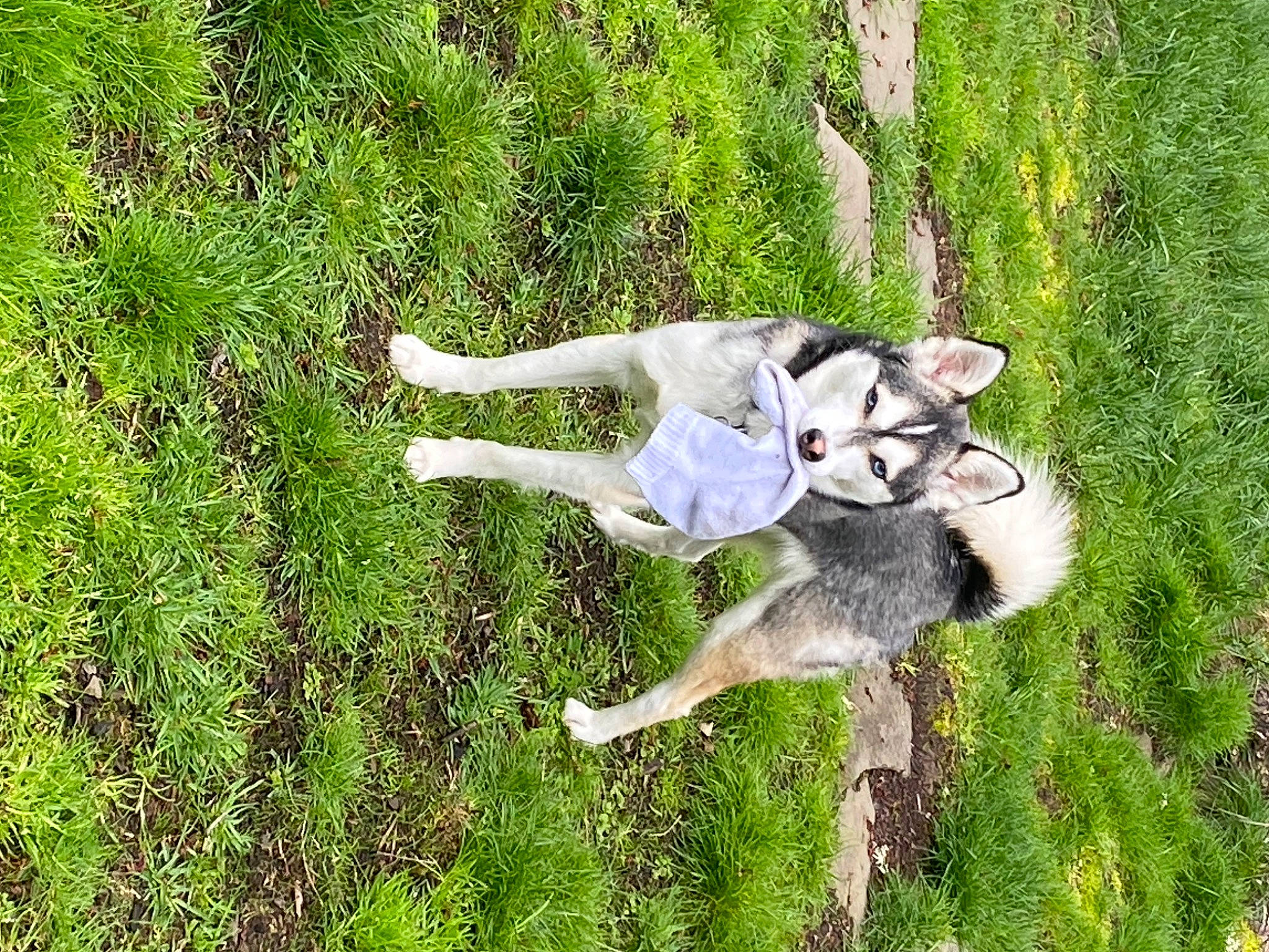 Jax joined the competition — help win amazing prizes! canidae, carnivore, companion_dog, dog, dog_breed, fawn, grass, grassland, groundcover, meadow, pasture, people_in_nature, plant, shrub, sporting_group, tail, terrestrial_animal, tree, wildlife, working_animal