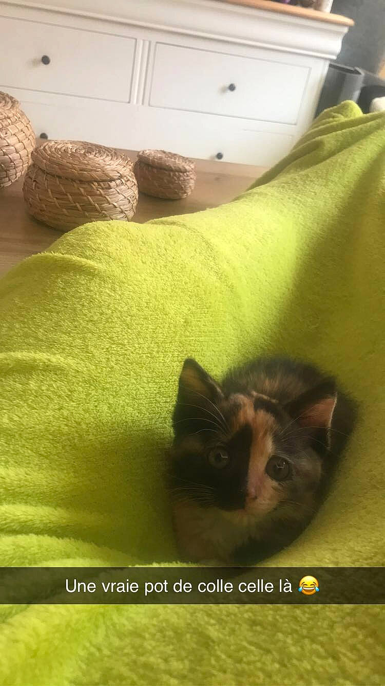 Soquette a rejoint le concours — aidez-le/la à gagner de superbes lots ! bedding, carnivore, cat, comfort, domestic_short_haired_cat, fawn, felidae, floor, flooring, grass, hardwood, linens, room, small_to_medium_sized_cats, snout, tail, textile, tints_and_shades, whiskers, wood