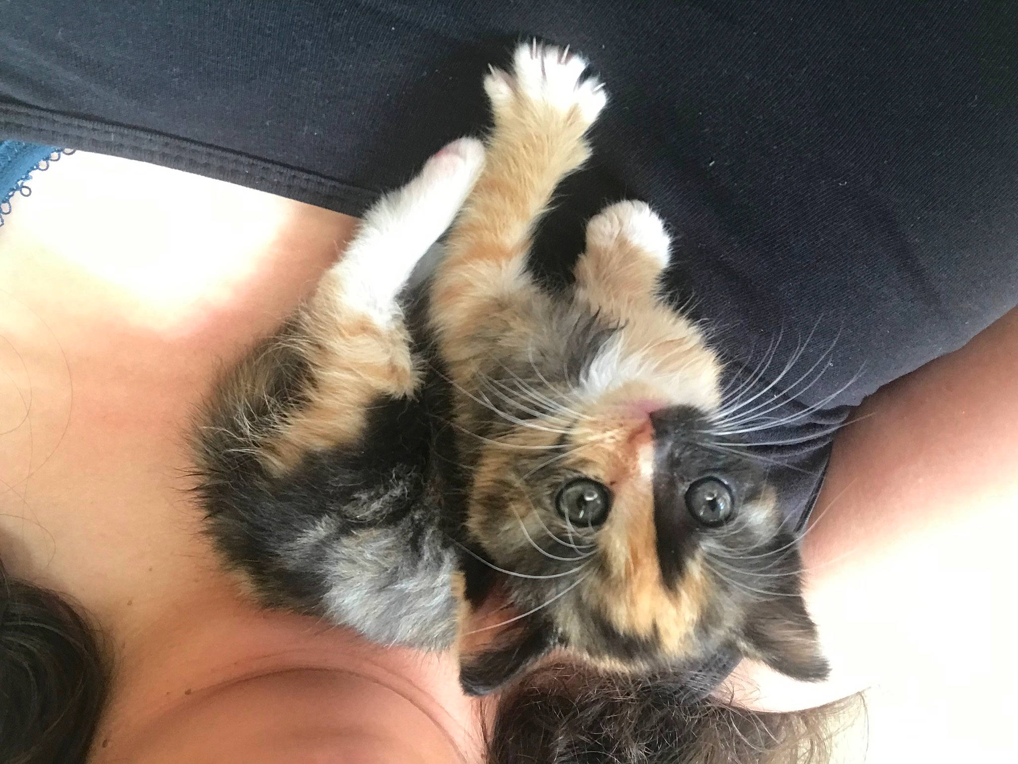 Soquette participe au concours pour gagner de l'argent avec cette photo : carnivore, comfort, companion_dog, dog_breed, ear, fawn, felidae, finger, foot, fur, gesture, hand, human_leg, nail, paw, small_to_medium_sized_cats, snout, tail, toy_dog, whiskers