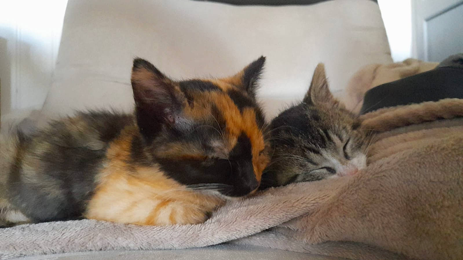 Soquette a rejoint le concours — aidez-le/la à gagner de superbes lots ! bedding, carnivore, cat, cat_bed, cat_supply, comfort, couch, domestic_short_haired_cat, fawn, felidae, fur, grey, linens, paw, small_to_medium_sized_cats, snout, tail, textile, whiskers, wildlife