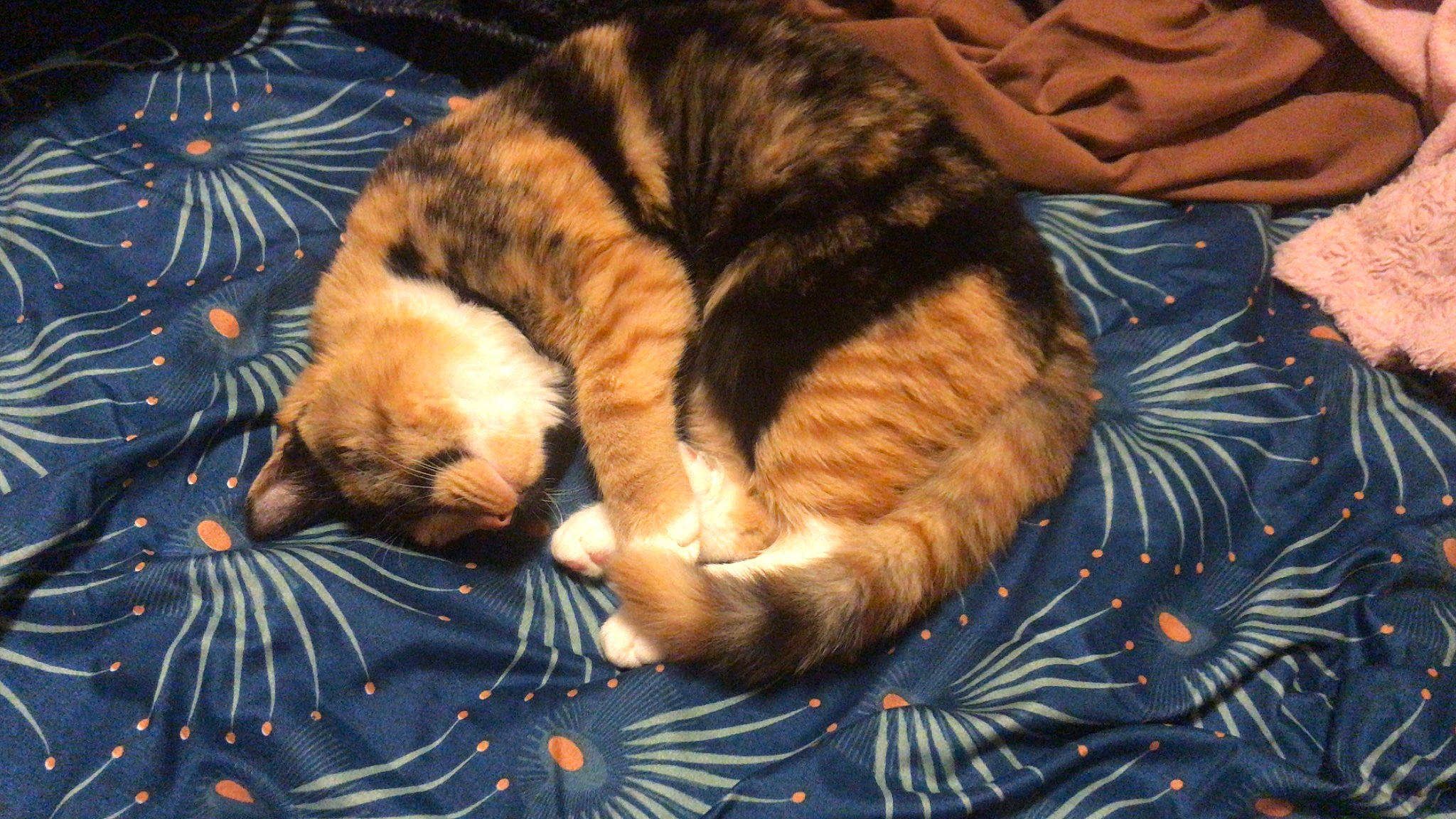 Soquette a rejoint le concours — aidez-le/la à gagner de superbes lots ! carnivore, cat, claw, comfort, domestic_short_haired_cat, event, fawn, felidae, fur, grass, lap, linens, nap, paw, sleep, small_to_medium_sized_cats, snout, tail, whiskers, wood