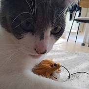 Nancy participe au concours pour gagner de l'argent avec cette photo : cat, pet, toy_mouse, close_up, indoor, floor, carpet, whiskers, chair, curious, feline, playful, animal, domestic, soft_toy, paws, fur, nose, eyes, home