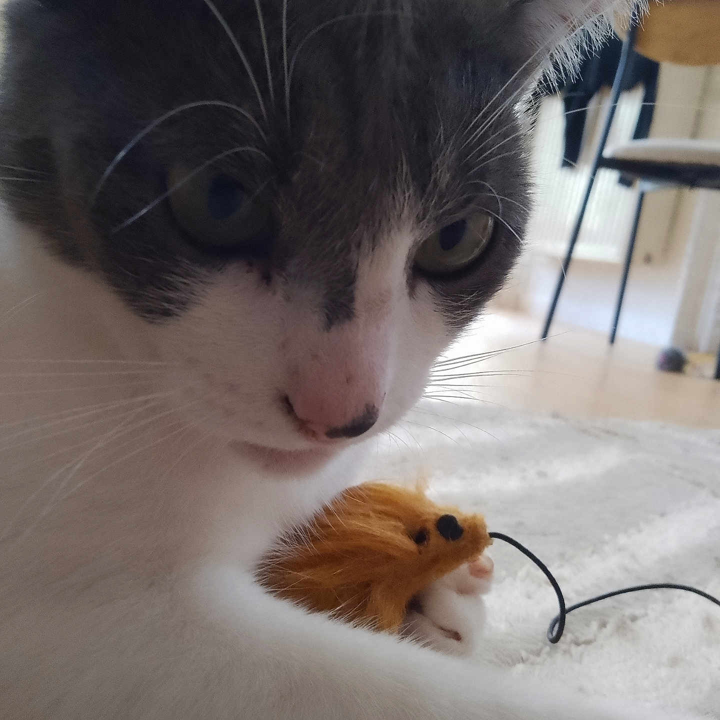 Nancy participe au concours pour gagner de l'argent avec cette photo : animal, carpet, cat, chair, close_up, curious, domestic, eyes, feline, floor, fur, home, indoor, nose, paws, pet, playful, soft_toy, toy_mouse, whiskers