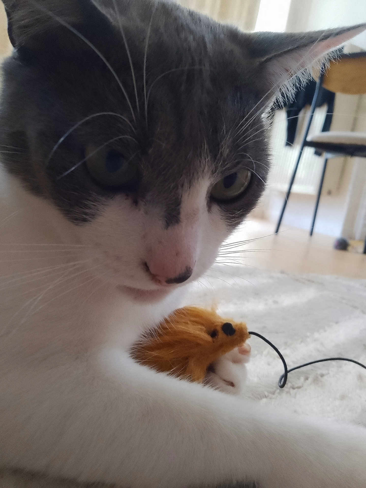 Nancy participe au concours pour gagner de l'argent avec cette photo : cat, pet, toy_mouse, close_up, indoor, floor, carpet, whiskers, chair, curious, feline, playful, animal, domestic, soft_toy, paws, fur, nose, eyes, home